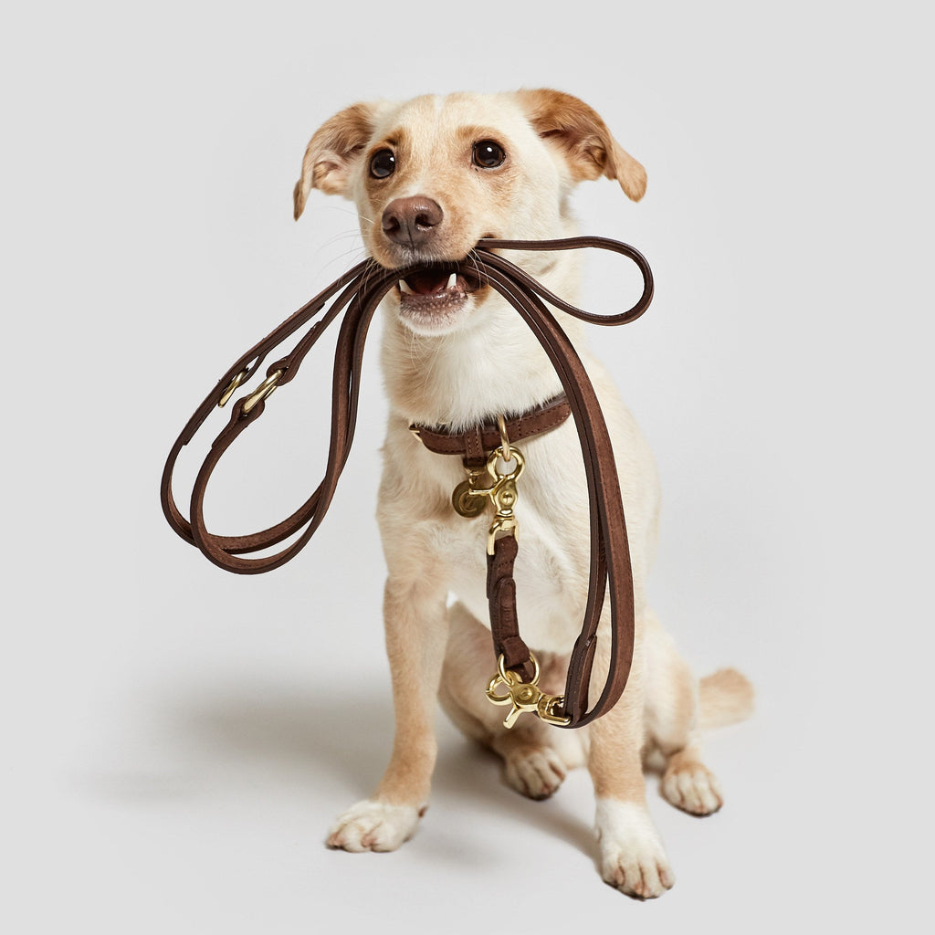 Dog Leash Tiergarten Mocca product image