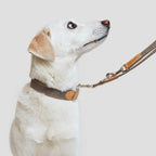 Dog Collar Tivoli Greige product image