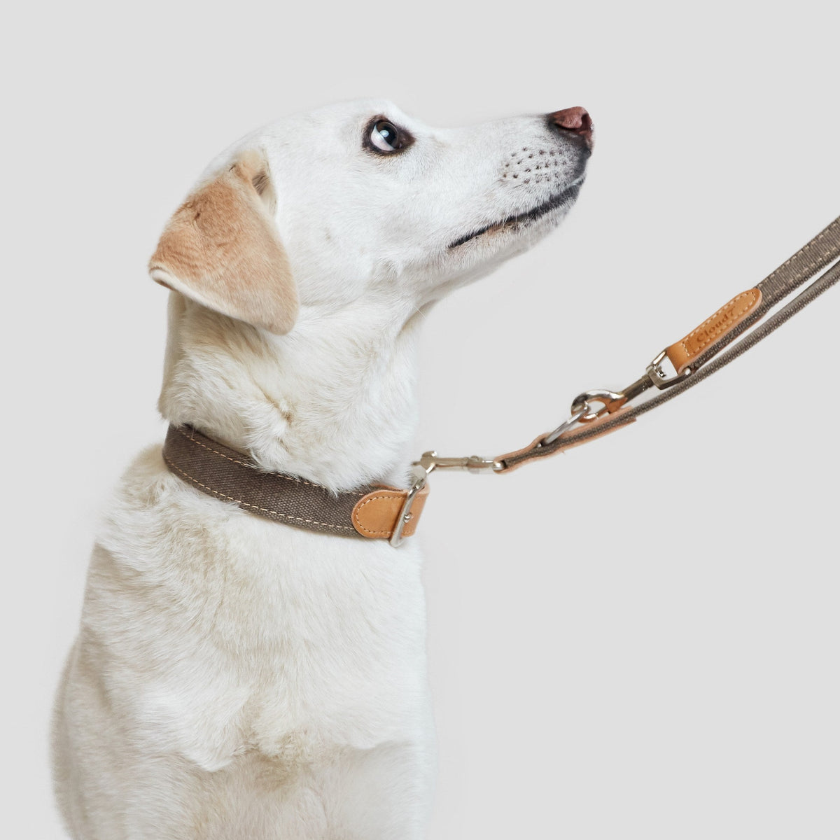 Dog Collar Tivoli Greige product image