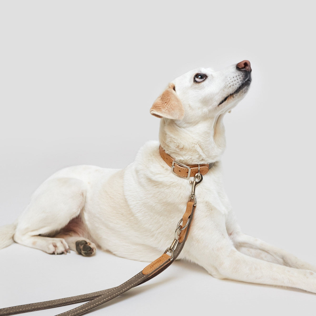 Dog Leash Tivoli Greige product image