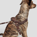 Harness Central Park Saddle Brown Silver product image