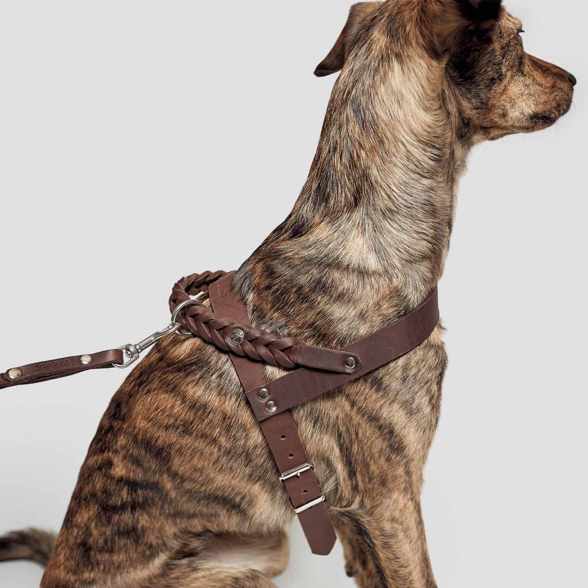 Harness Central Park Saddle Brown Silver product image