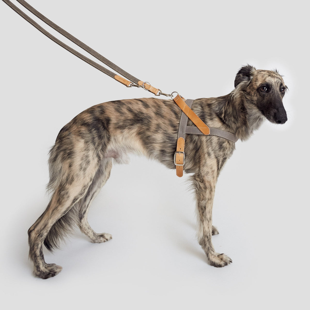 Harness Tivoli Greige product image
