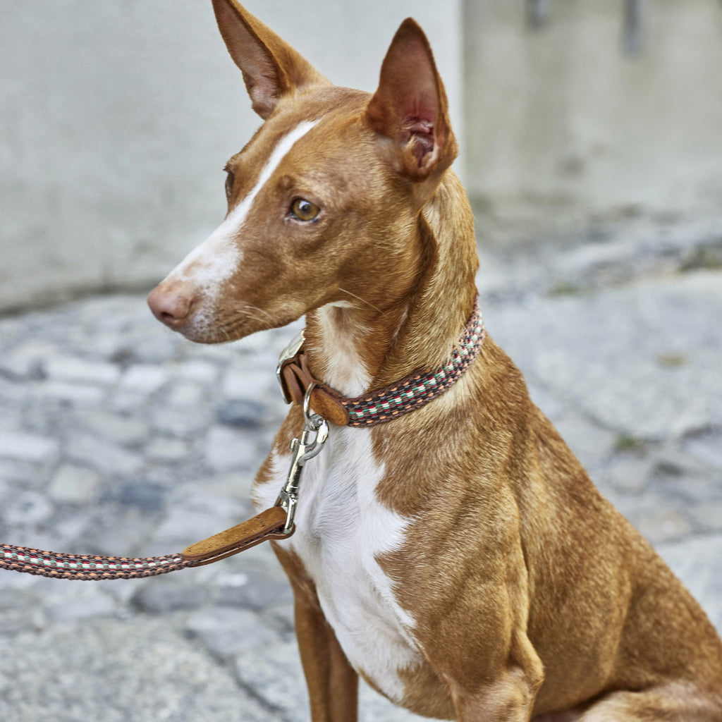 Dog Collar Prater Sunset product image