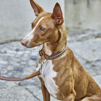 Dog Collar Prater Sunset product image