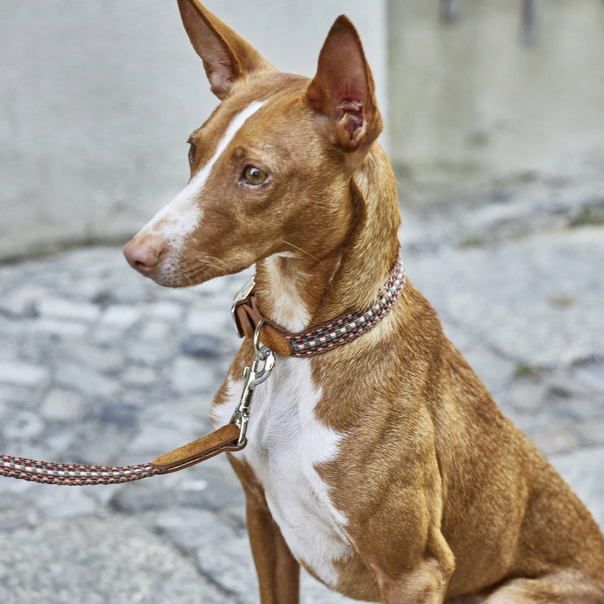 Dog Collar Prater Sunset product image