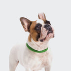 Dog Collar Mauerpark Grass product image