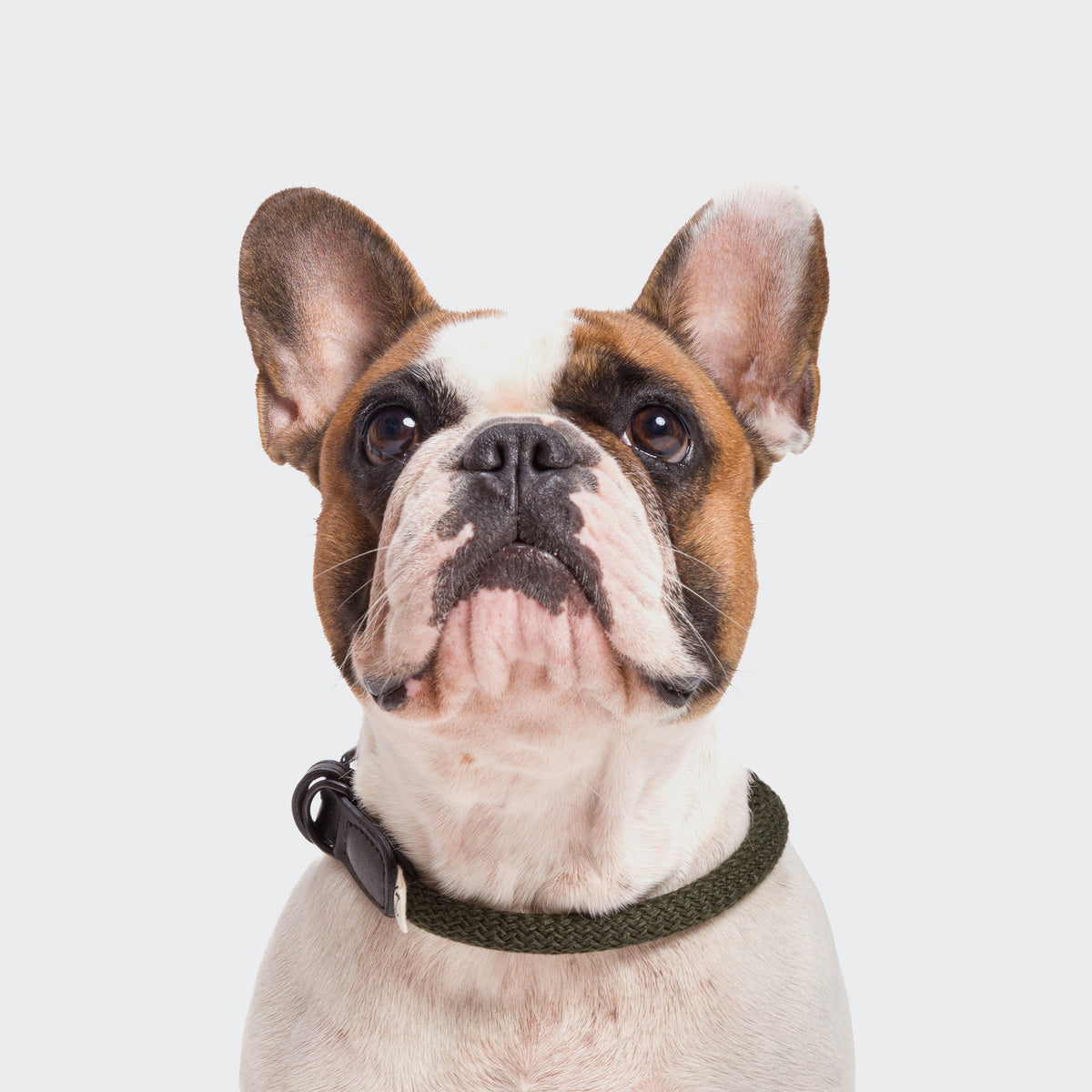 Dog Collar Mauerpark Olive product image