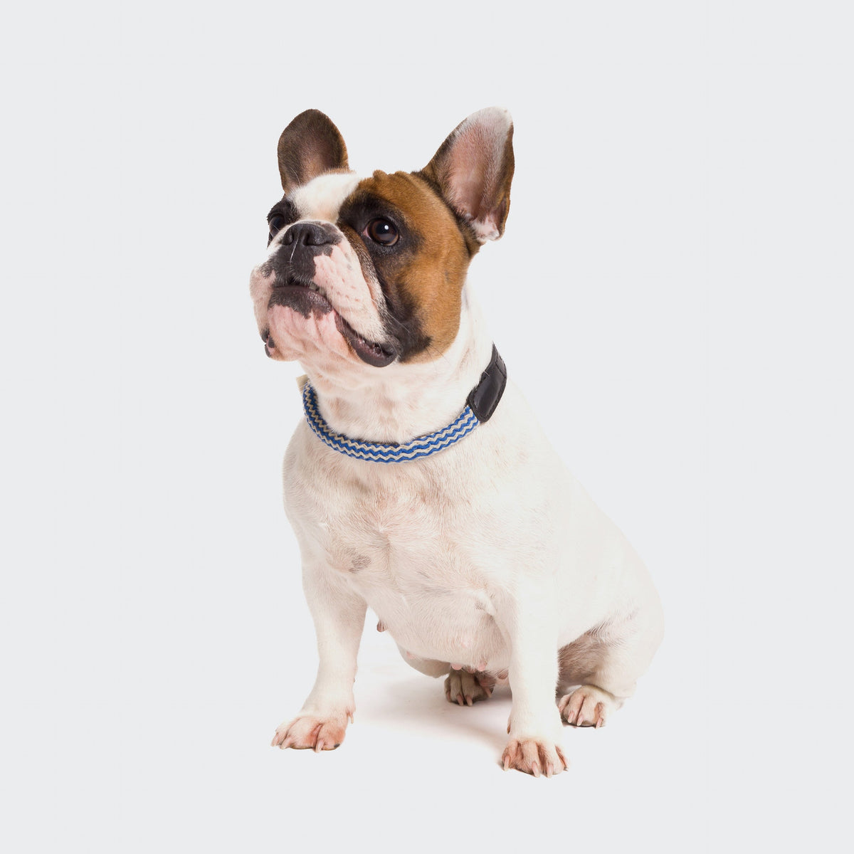 Dog Collar Mauerpark Zigzag Blue product image