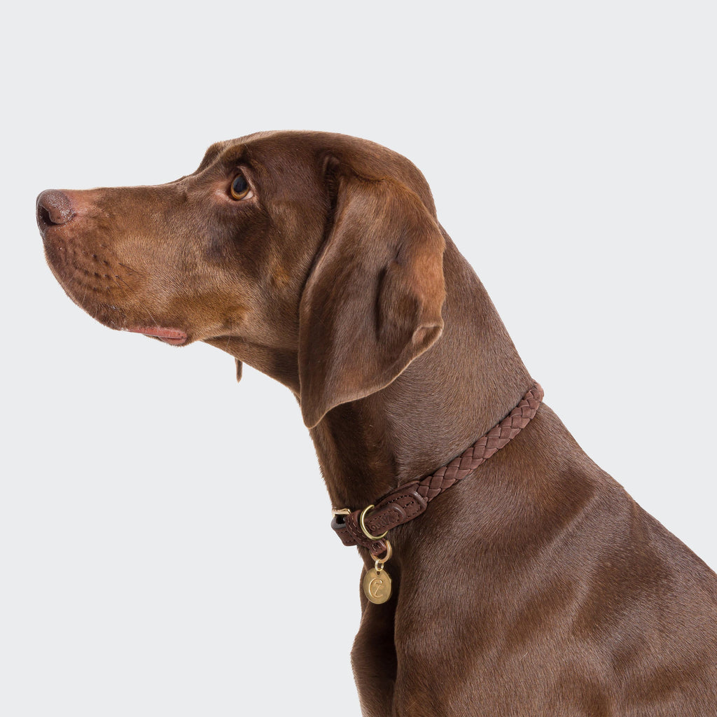 Dog Collar Ravello Hazel product image