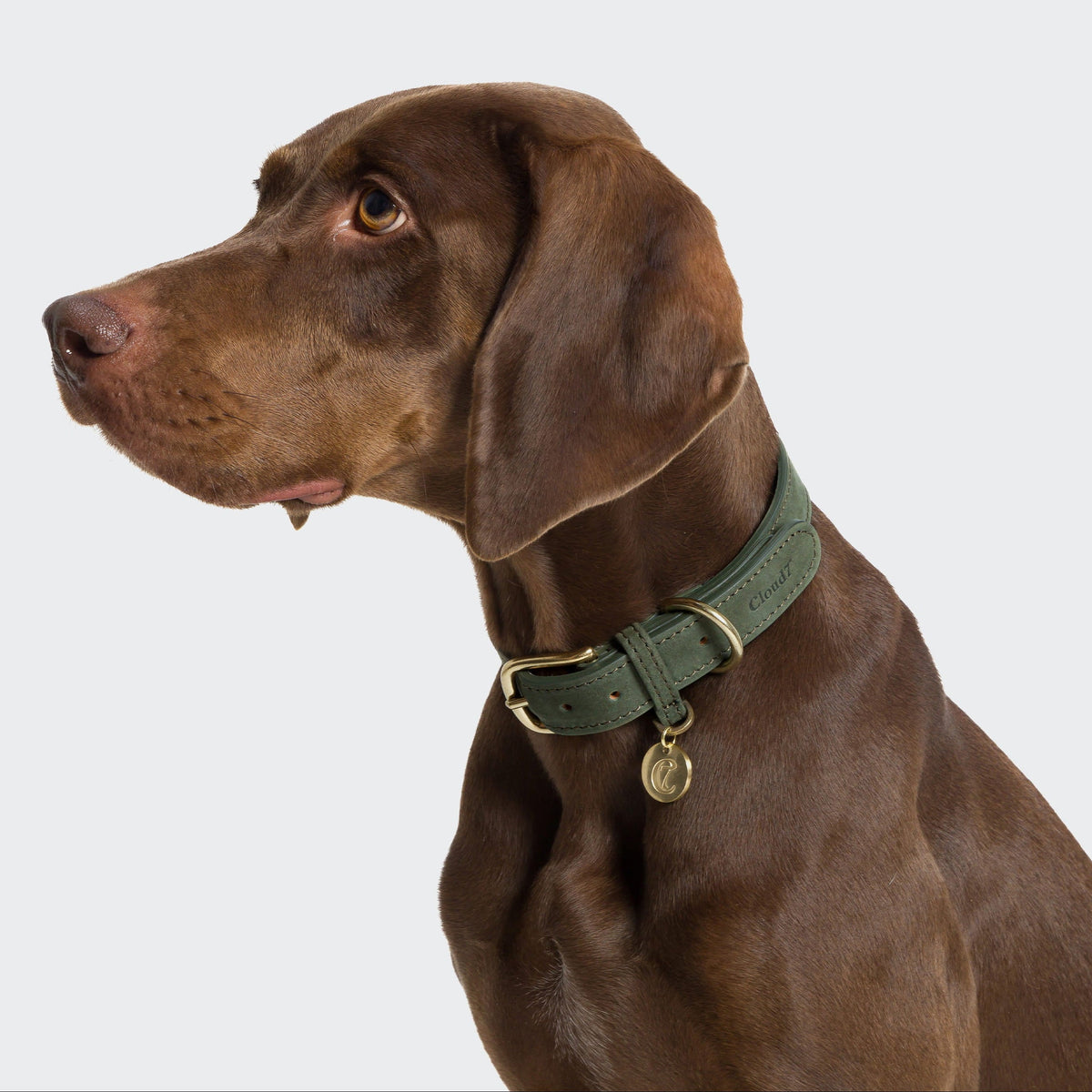 Dog Collar Tiergarten Moss product image
