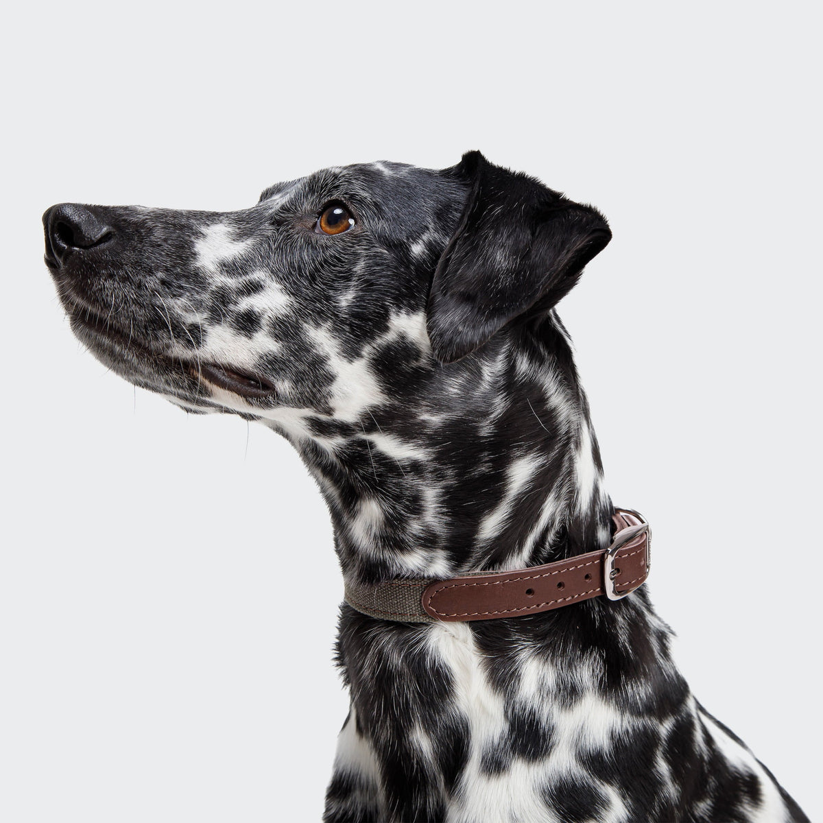 Dog Collar Tivoli Olive product image