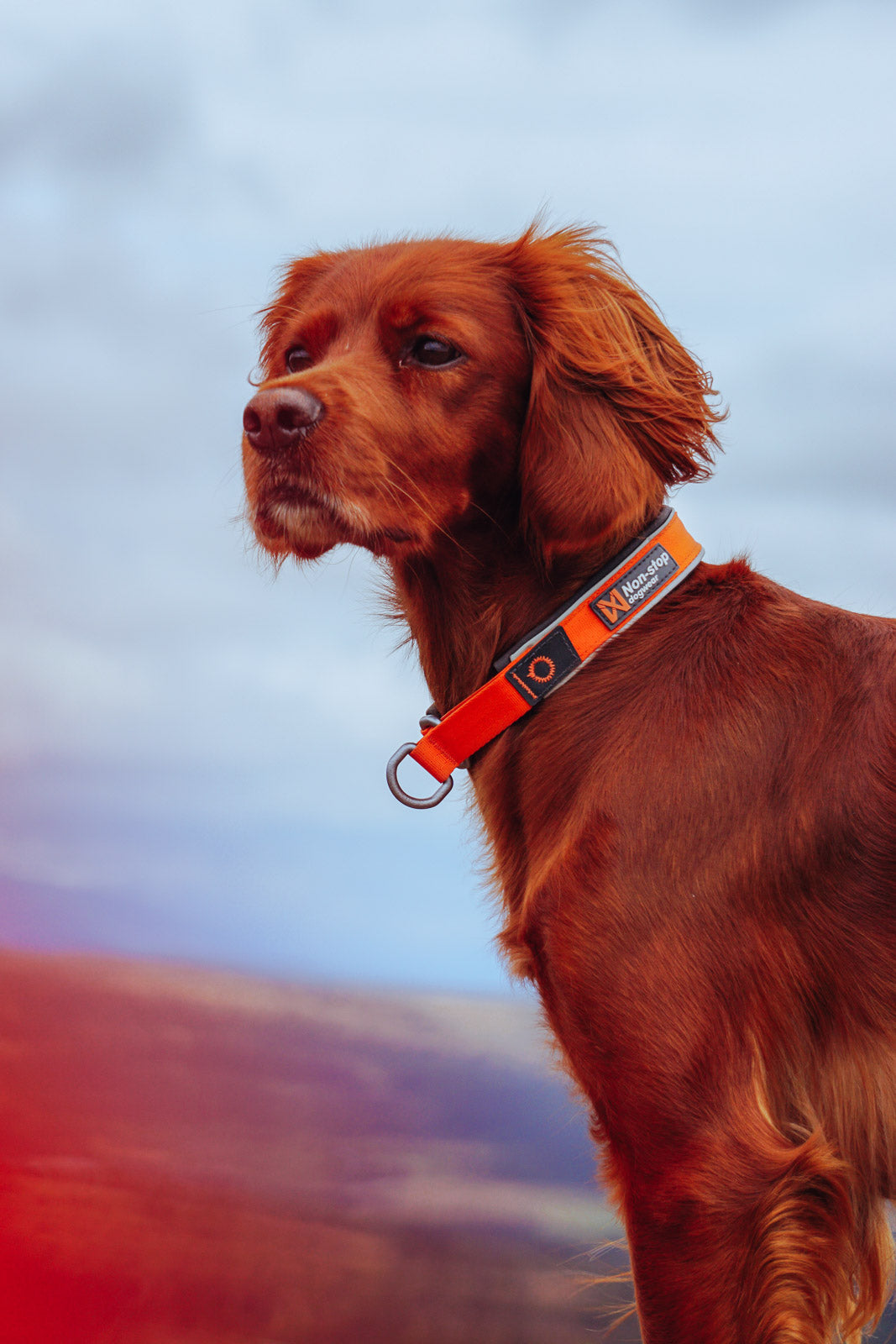 Cruise collar product image