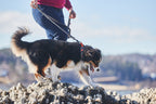 Cruise collar product image