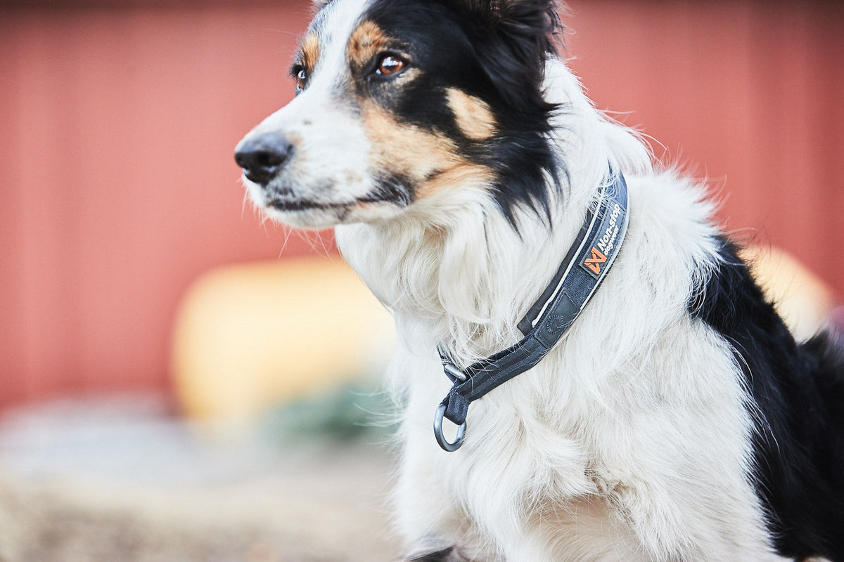 Cruise collar product image