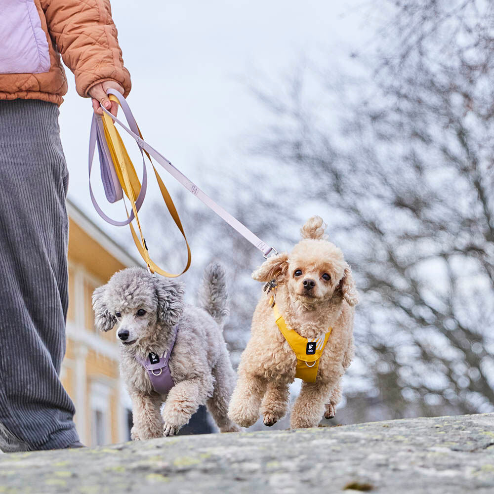 Seeker Standard Leash product image