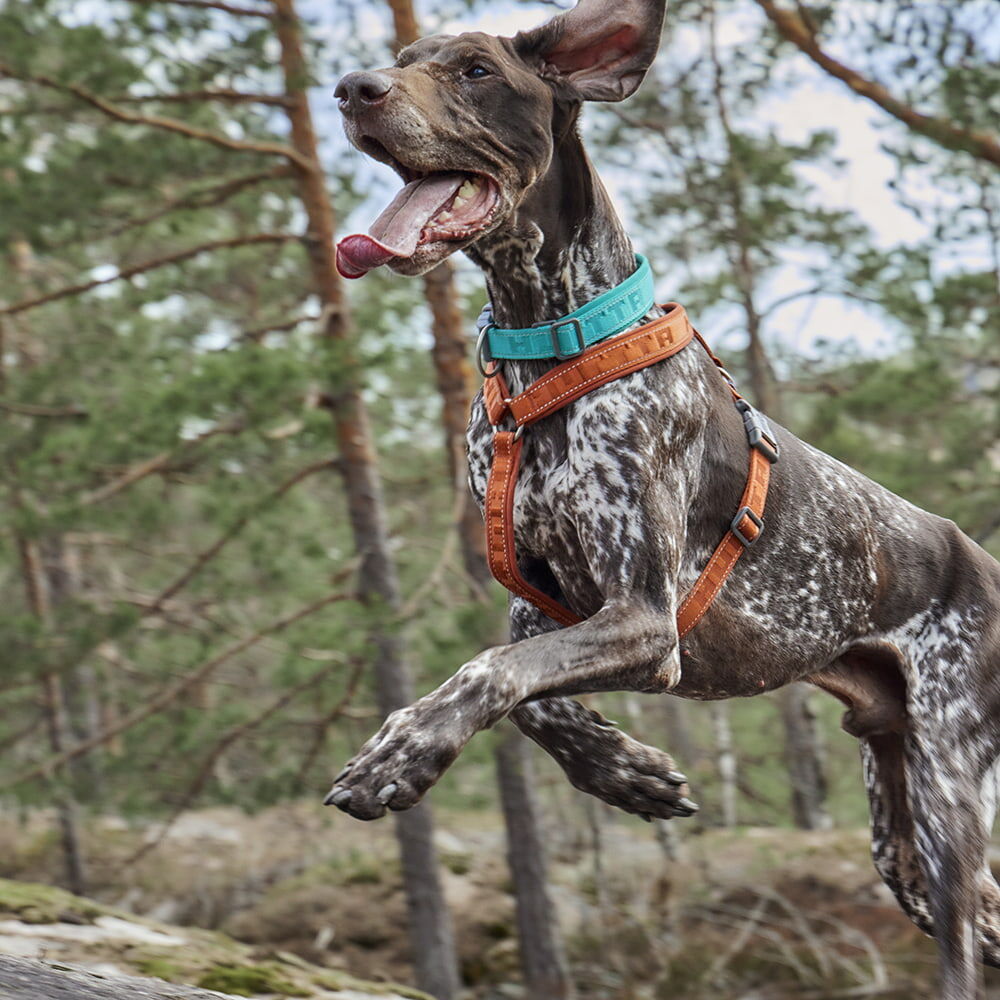 Casual Y-Harness ECO product image