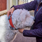 Rover Collar product image