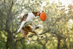 Dog flying disc product image