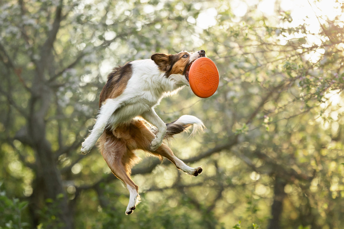 Dog flying disc product image