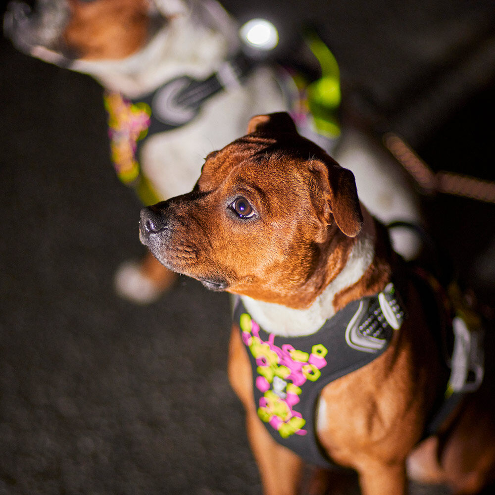 Weekend Warrior Neon Harness II product image