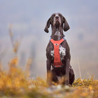 Rover Harness product image