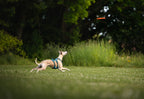 Dog flying disc product image