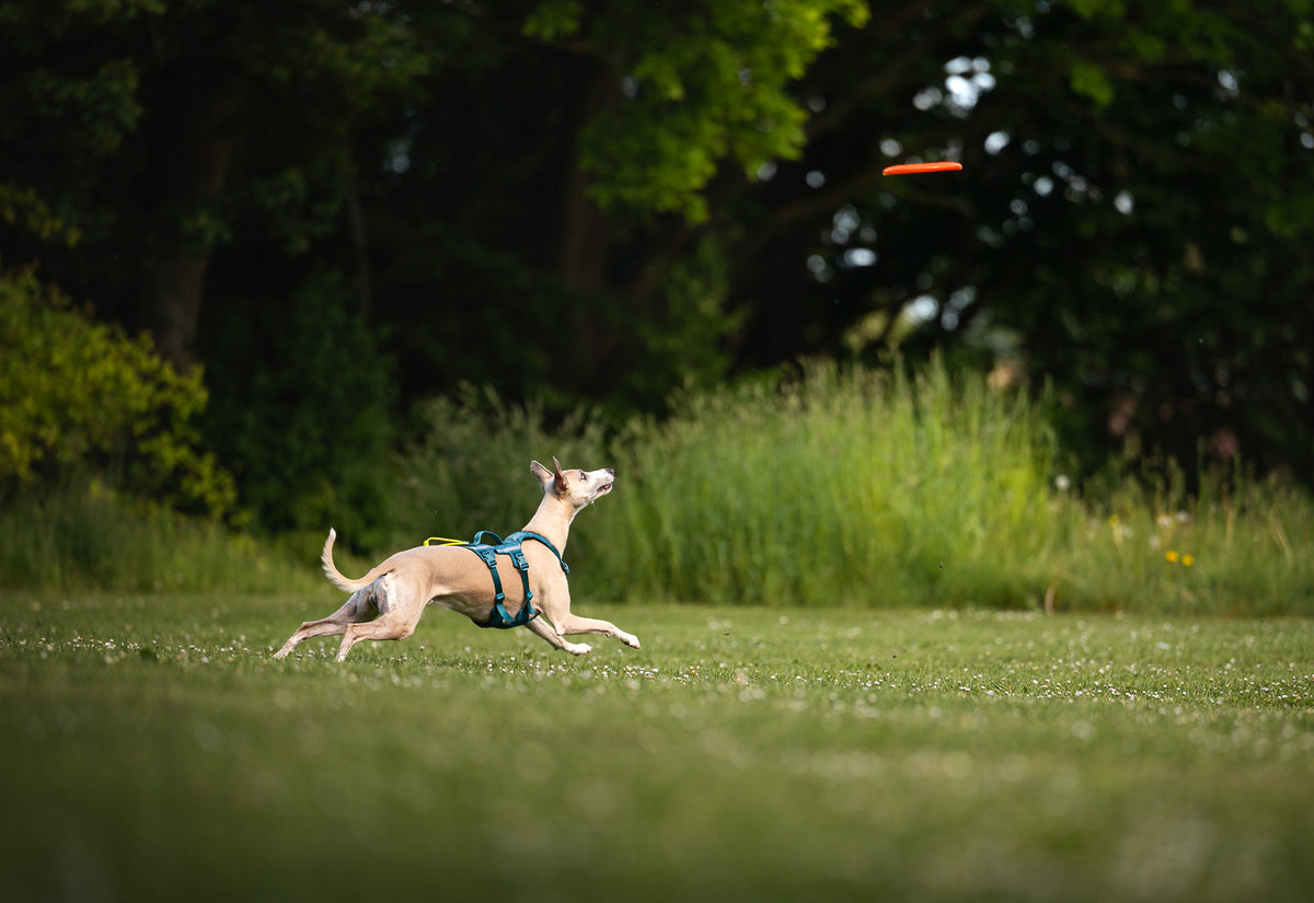 Dog flying disc product image