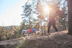 Freemotion harness 5.0 - limited edition product image
