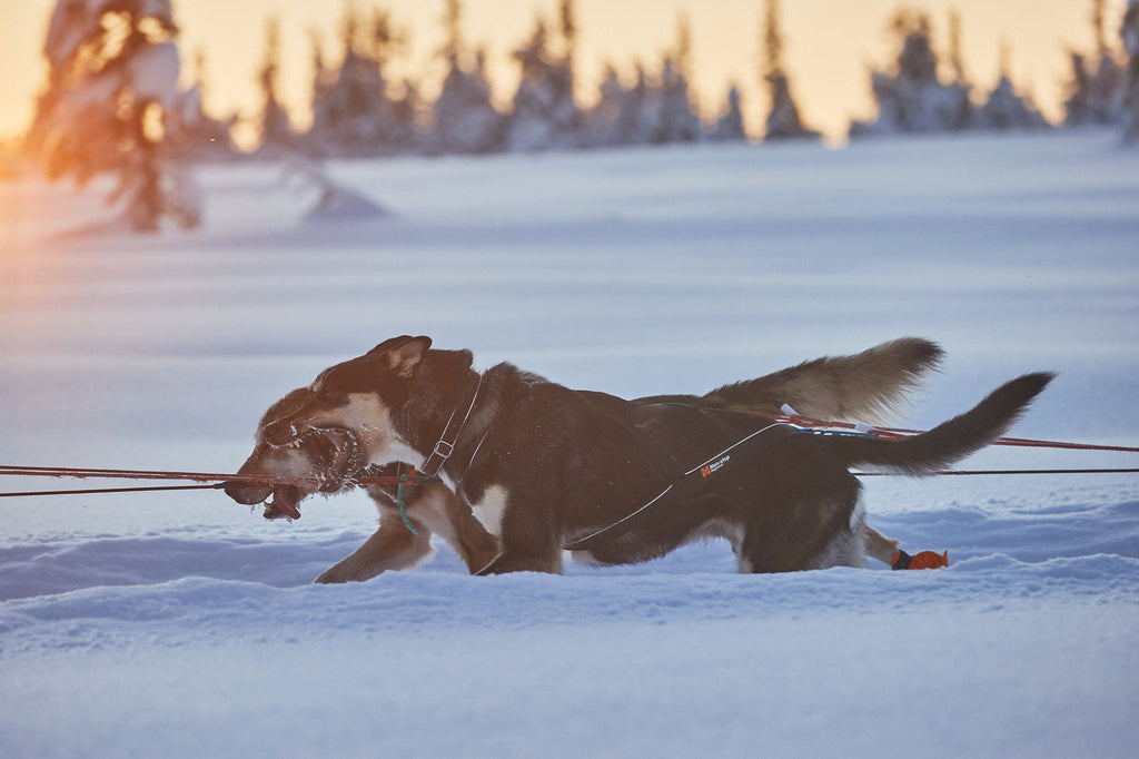 Nansen nome harness 5.0 product image