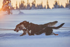 Nansen nome harness 5.0 product image