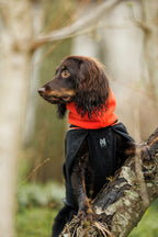 Phoenix dog jacket product image