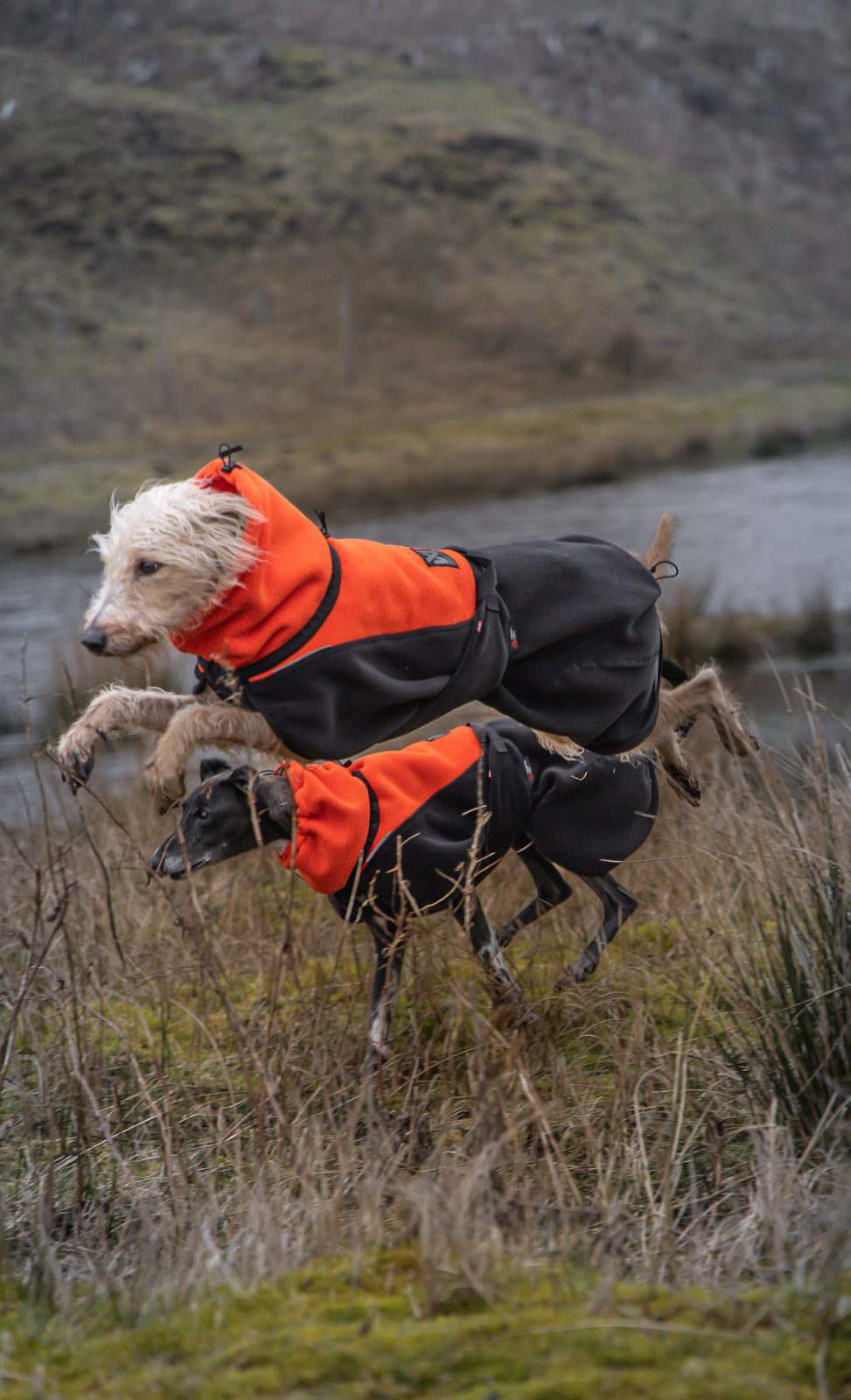 Phoenix dog jacket product image
