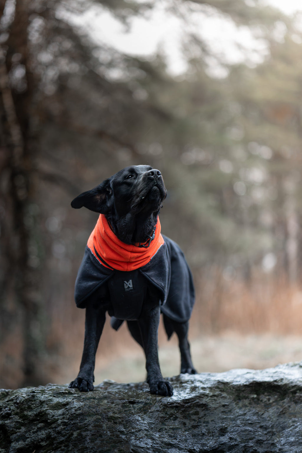 Phoenix dog jacket product image