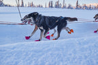 Polar collar product image