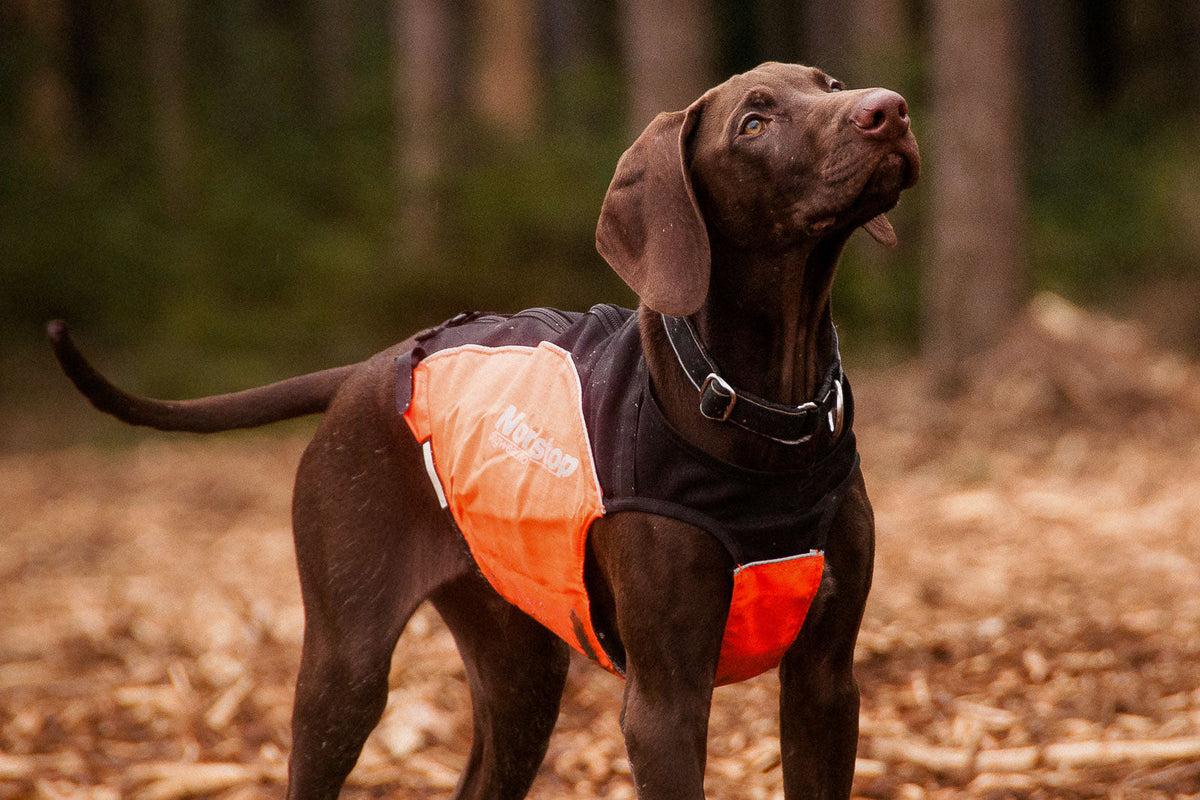 Polar collar product image