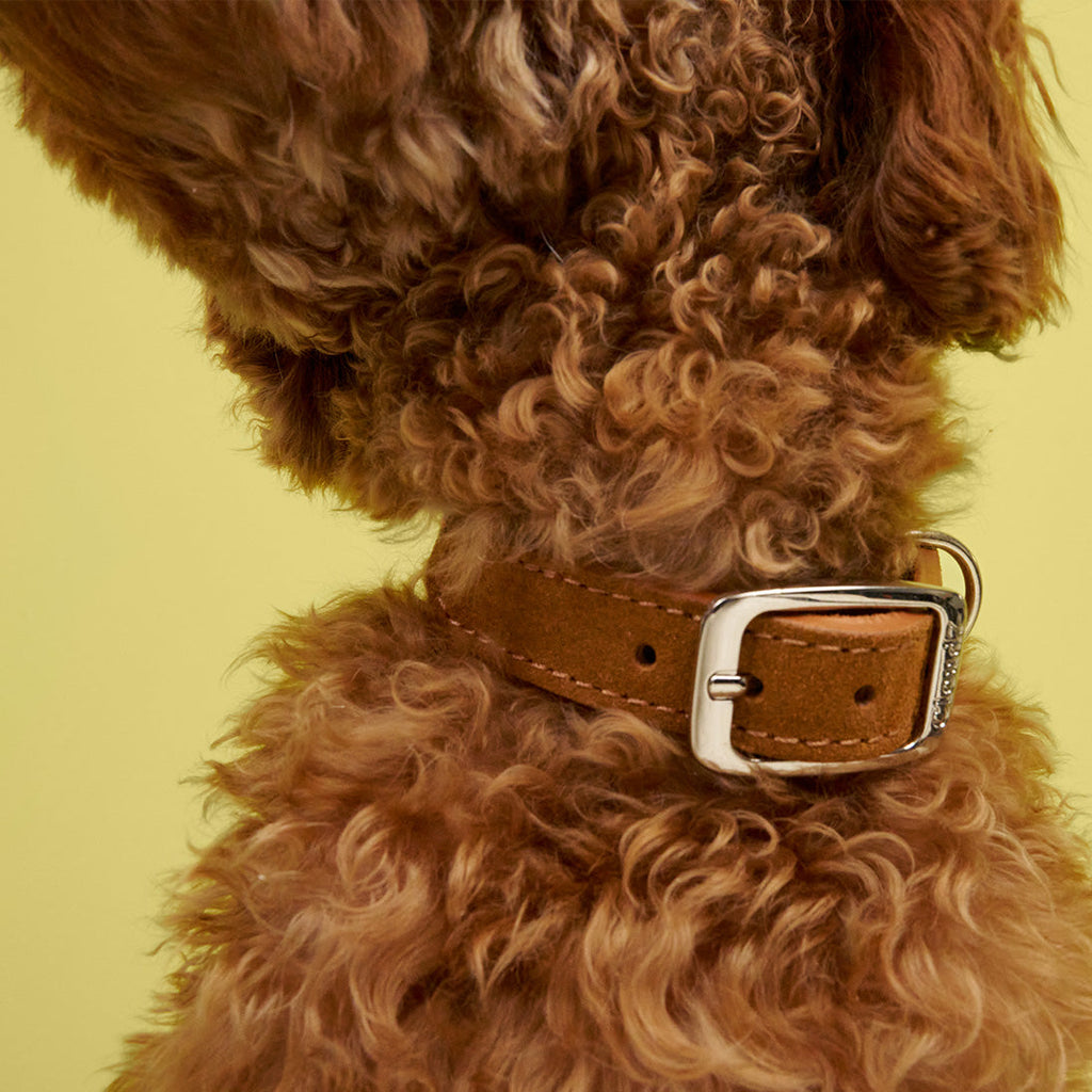 Dog Collar Prater Sunset product image