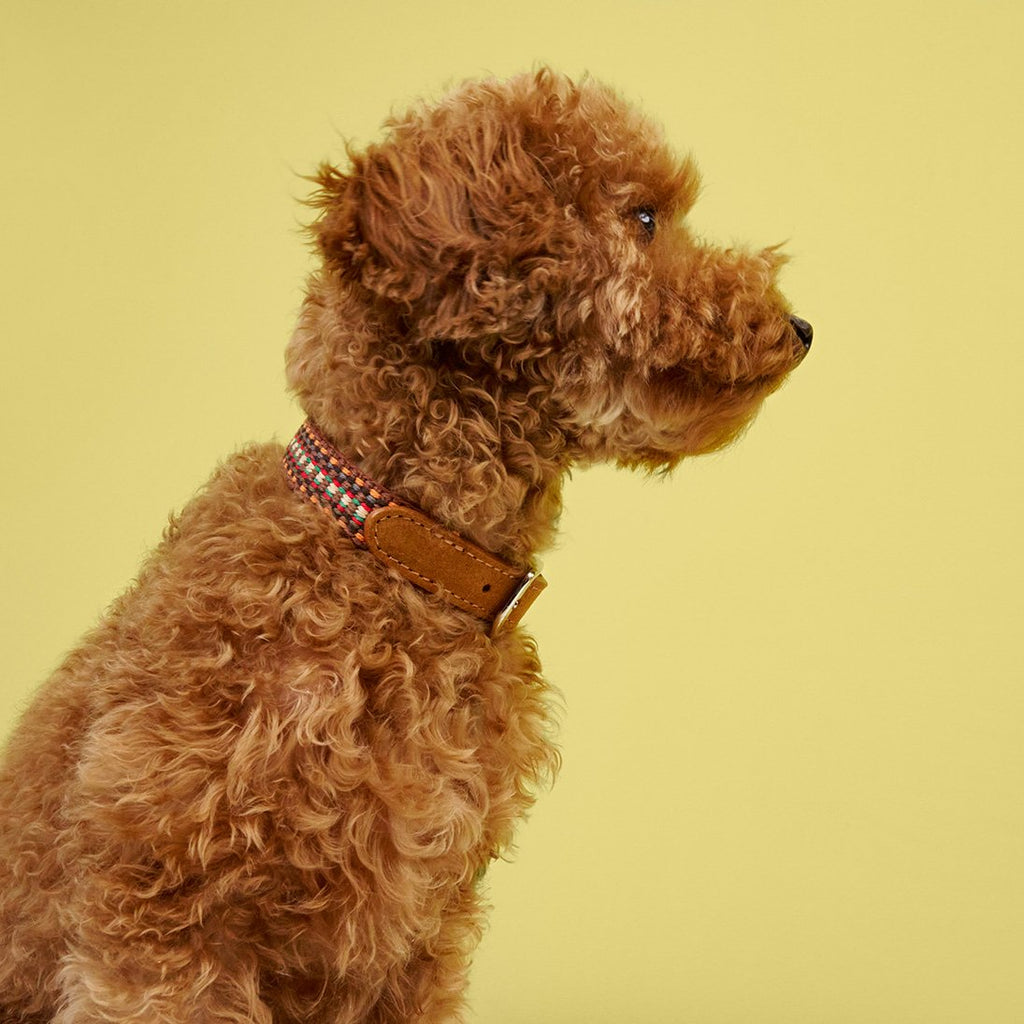 Dog Collar Prater Sunset product image