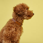 Dog Collar Prater Sunset product image