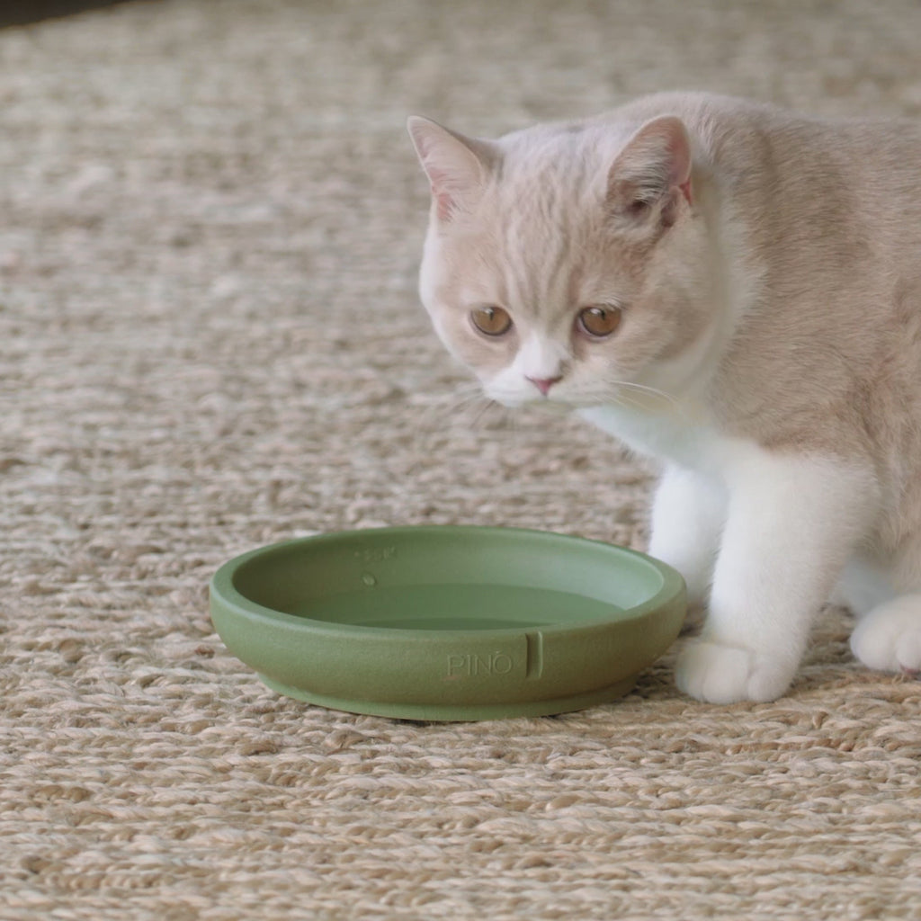 Whisker Friendly Bowl product video