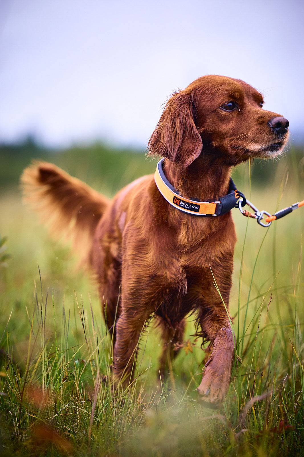 Protector collar product image