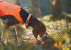 Protector collar product image