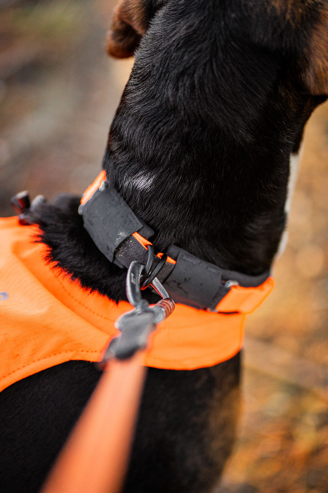 Protector collar product image