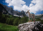 Protector light socks high product image