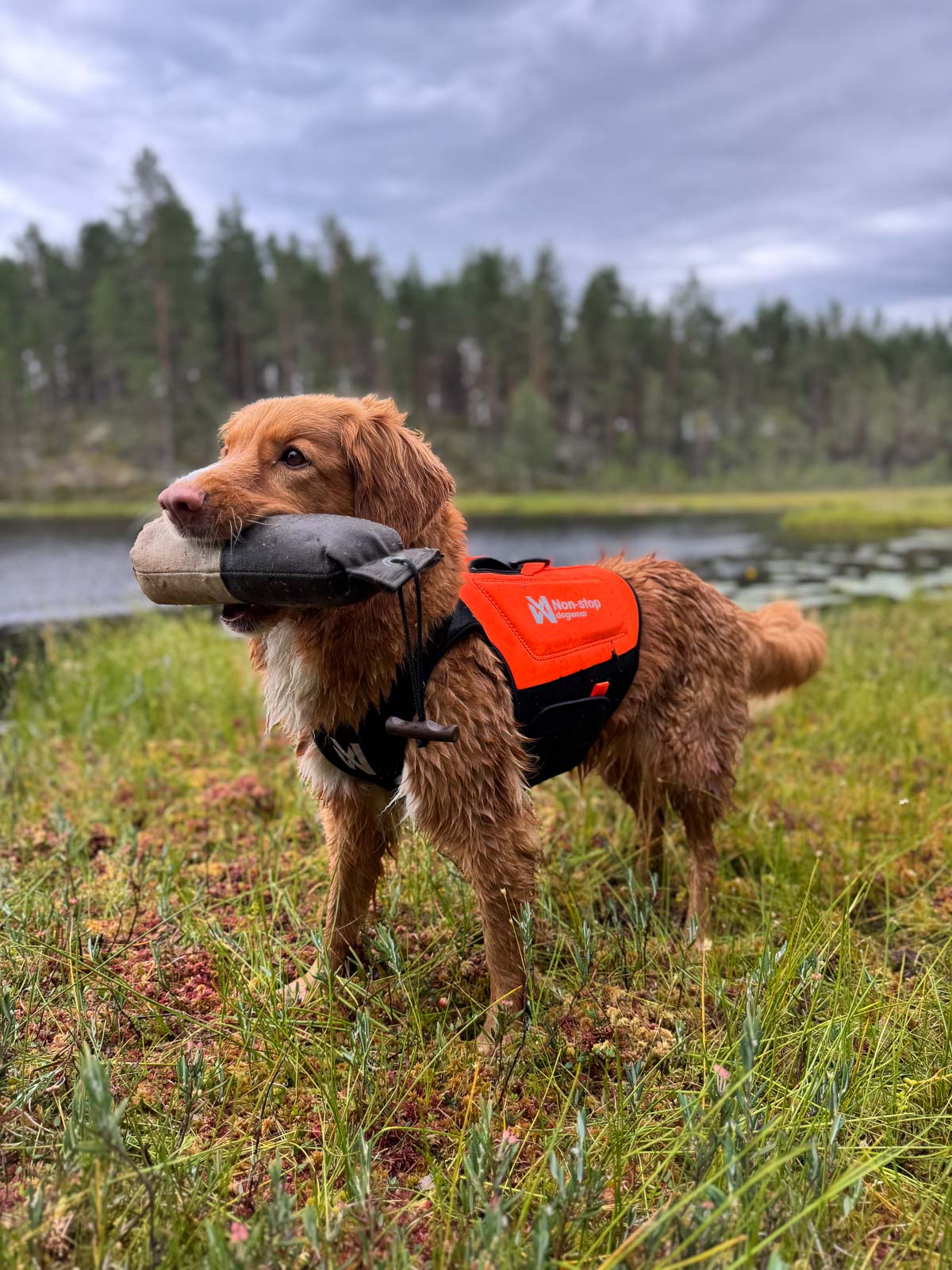 Protector neoprene vest product image