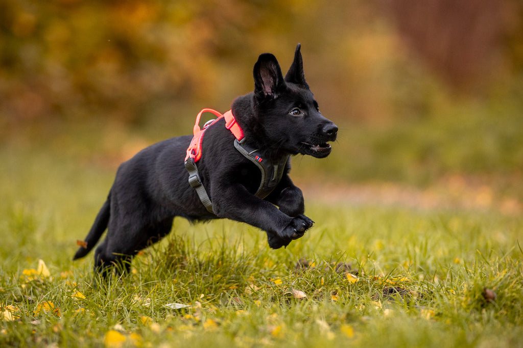 Ramble harness product image