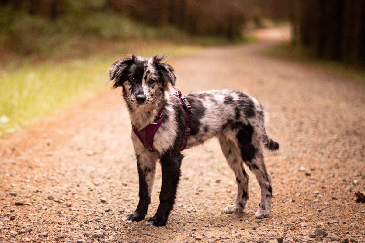 Ramble harness product image