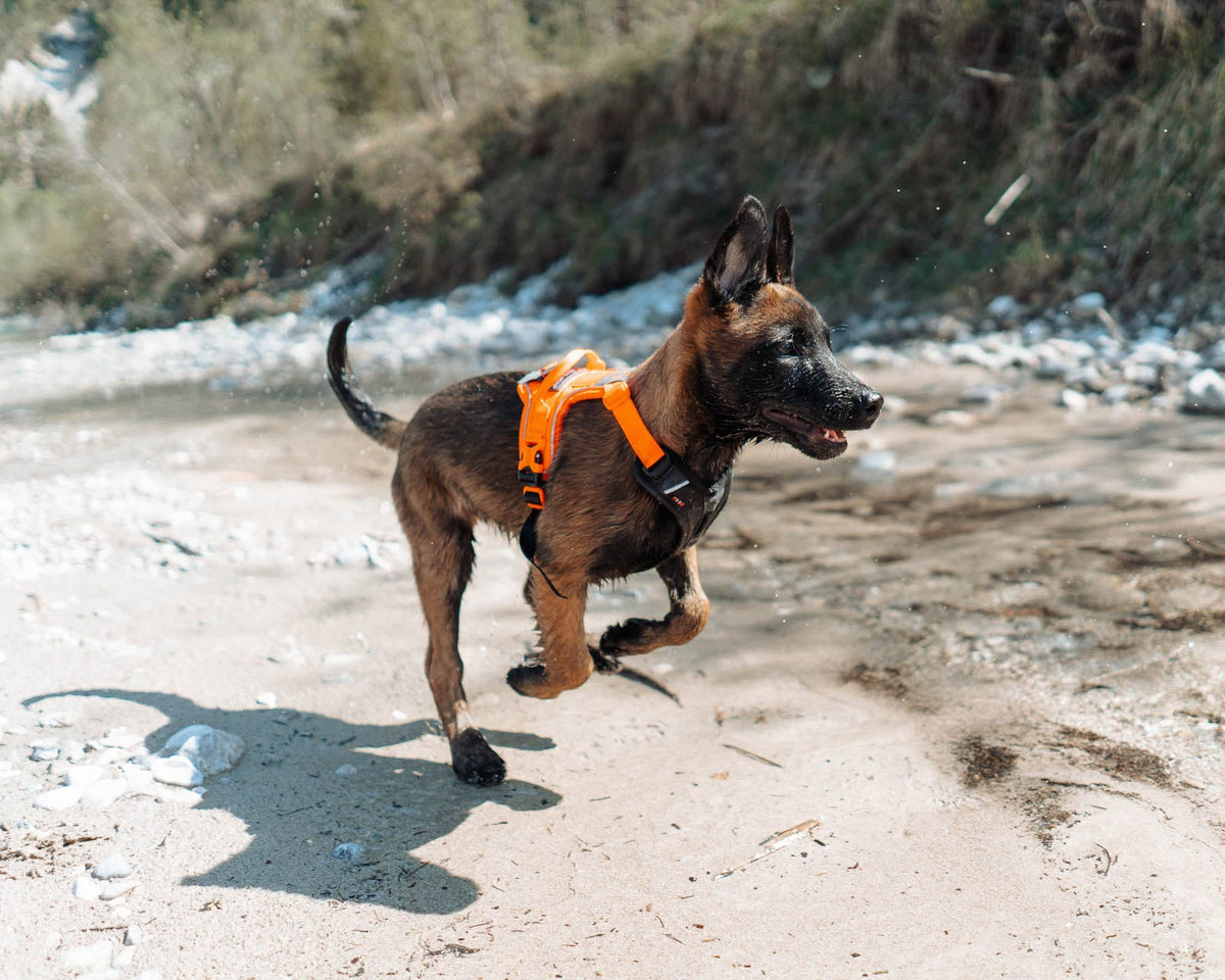 Ramble harness product image