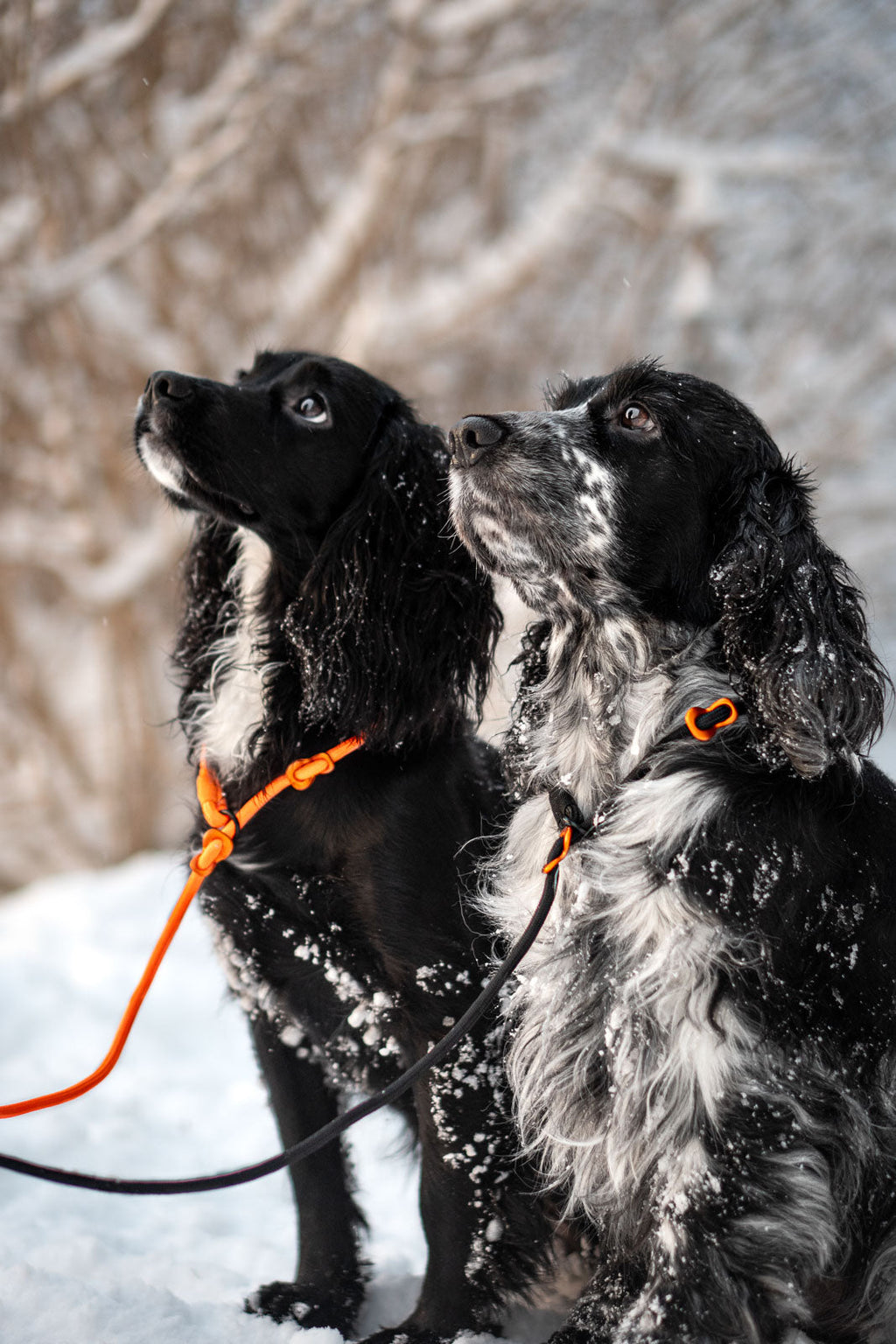 Retriever leash product image