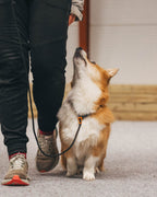 Retriever leash product image